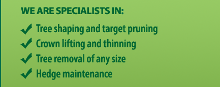 WE ARE SPECIALISTS IN: Tree shaping and target pruning. Crown lifting and thinning. Tree removal of any size. Hedge maintenance.